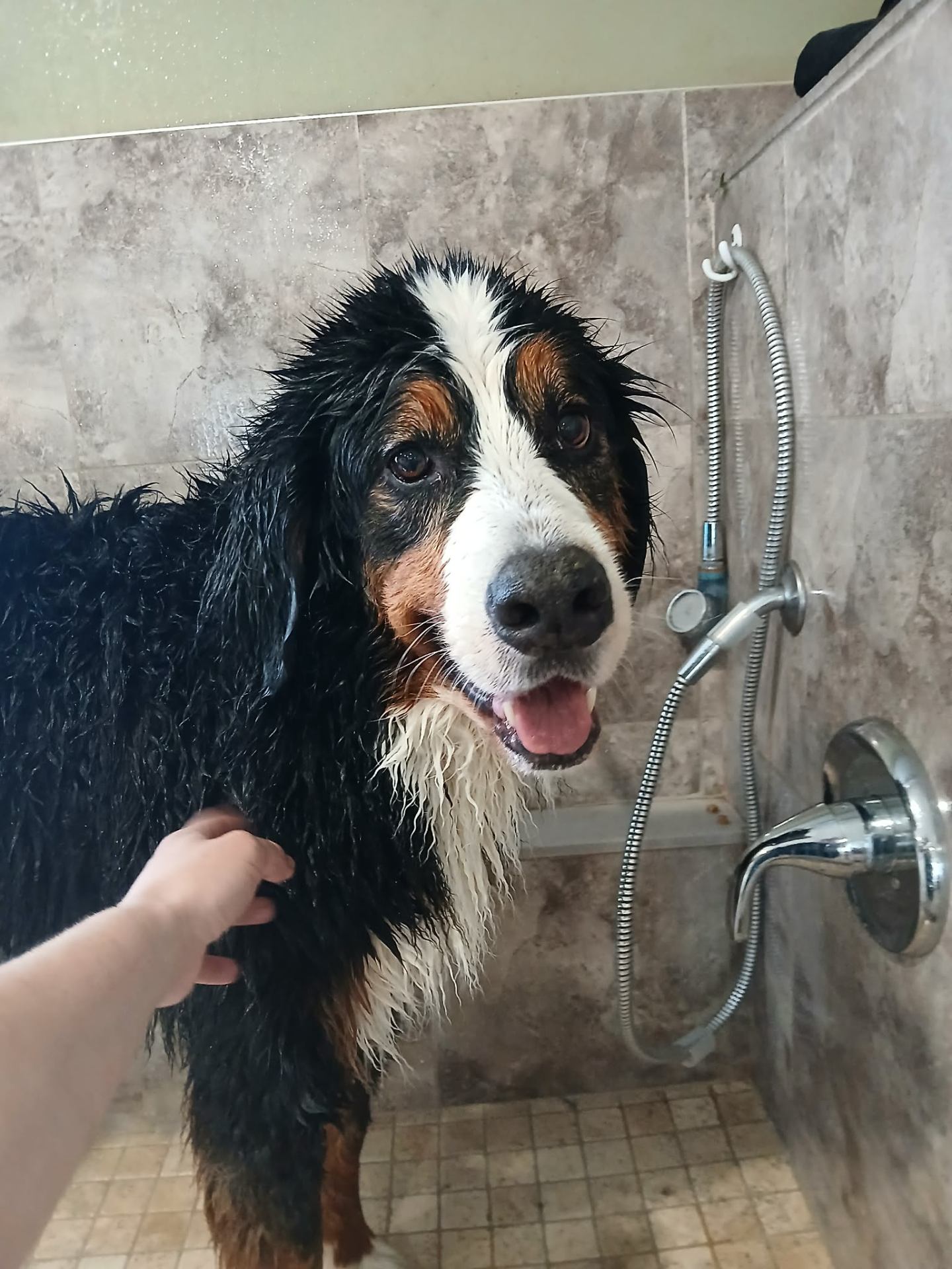 Before grooming